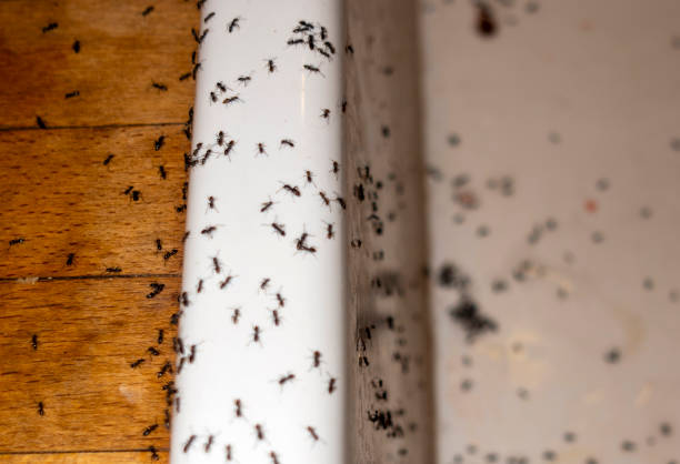 Best Pest Removal Services  in Ashland, OH